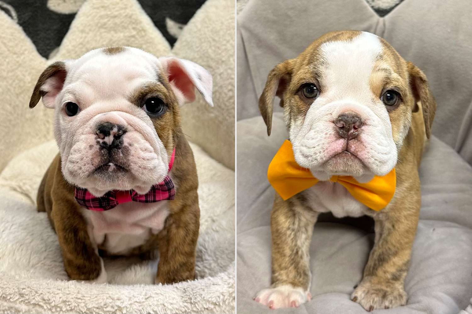 Man Fakes Seizure While Accomplice Steals Puppies from Pet Store (Exclusive)