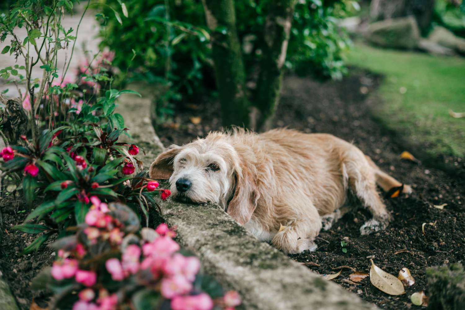 Couple Finds Elderly Blind Dog in a Grave and Realize the Hole Was Dug for Her