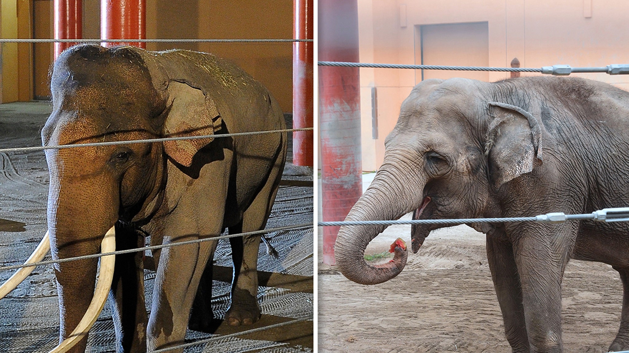 L.A. Zoo Elephants Billy, Tina Transferred to Tulsa Zoo Under Cover of Night