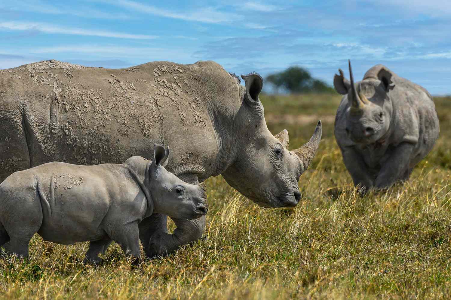 Over 100 Rhinos Killed in First 3 Months of 2025 in South Africa, Data Shows