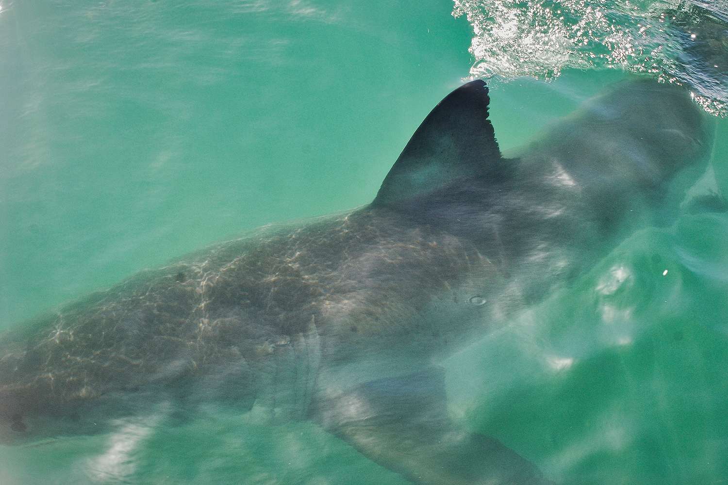Girl, 12, Attacked by Shark in South Carolina, Second U.S. Attack in Less Than 1 Week