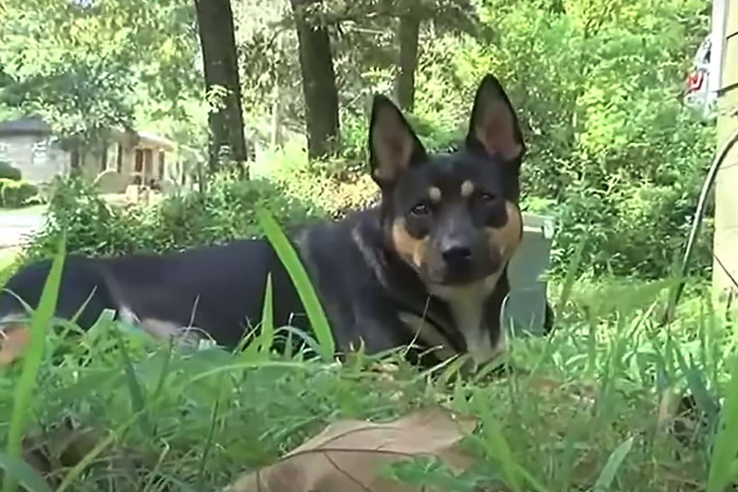 Birmingham Dog Finds Human Remains for 3rd Time in Year