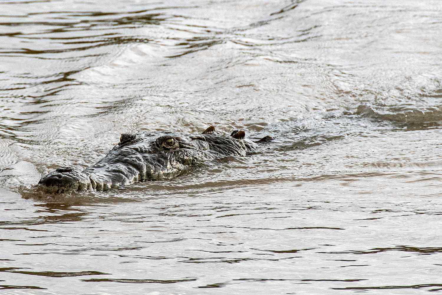 Dad of 4 Killed by Crocodile in Front of Onlookers, Remains Later Found a Mile Away