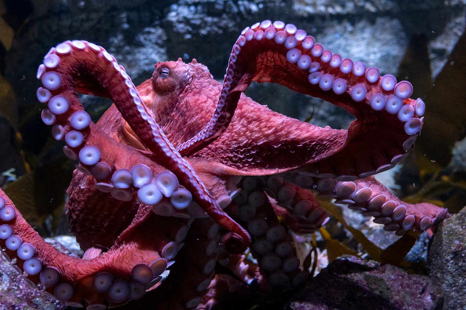 How a Dying Octopus Is Being Honored By the Aquarium of the Pacific (Exclusive)