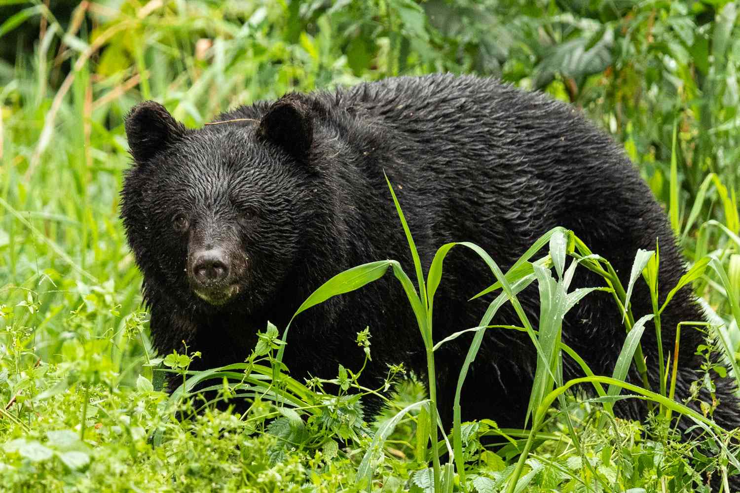 3 People Mauled to Death by Bears, Including Man Who Was Decapitated