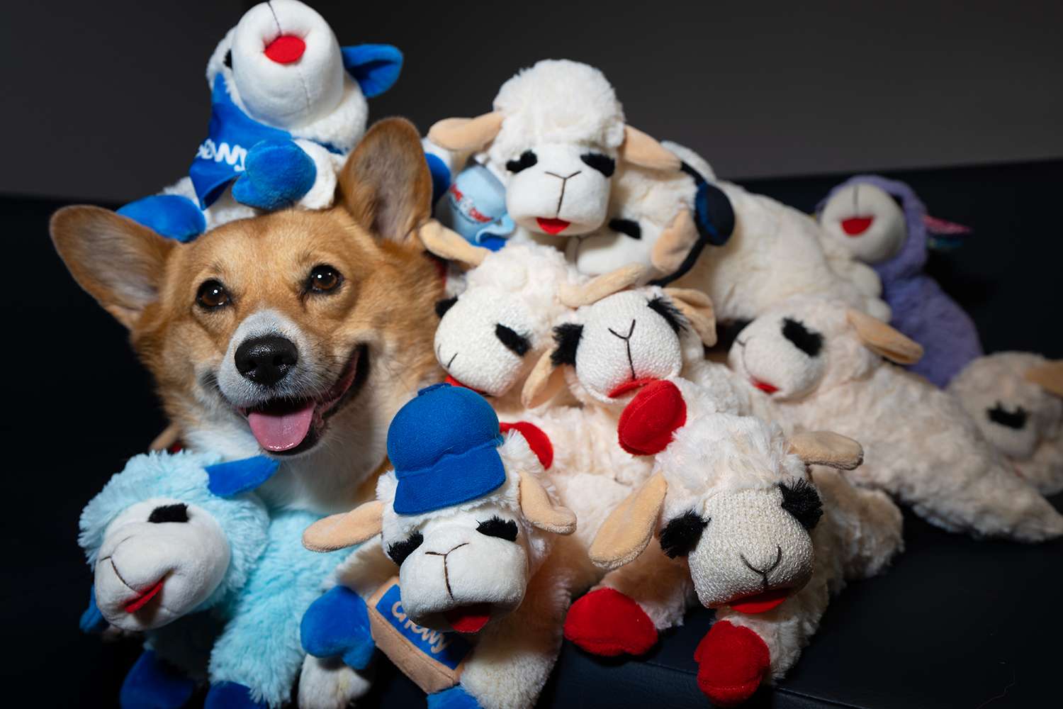Chewy Has Released a New Lamb Chop Collection: Photos
