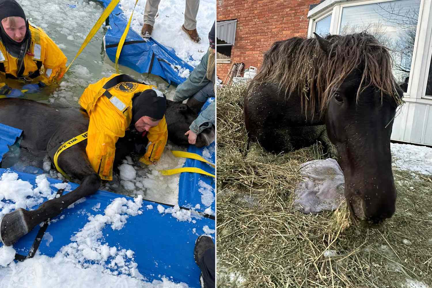 Firefighters Save Horse That Fell in Icy Pool Monroe Township FIRE & EMS - Clermont County