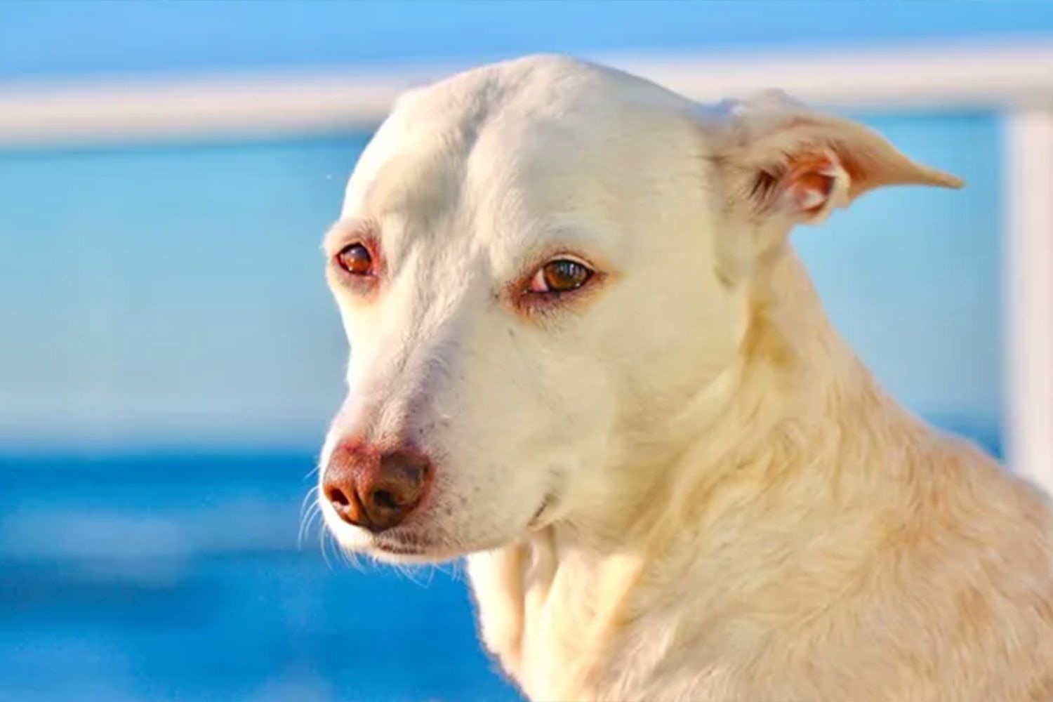 Sugar the surfing dogCredit: gofundme
