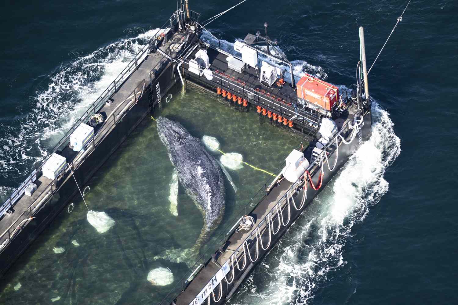 Timmy the whale riding in a flooded cargo ship after being moved from shallow watersCredit: Philip Dulian/picture alliance via Getty