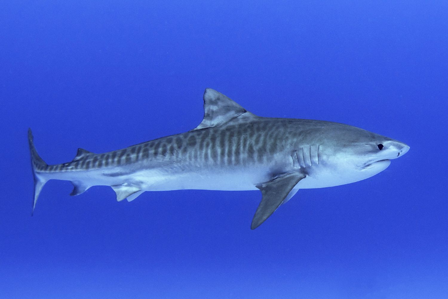 A juvenile tiger shark (stock image)Credit: Getty