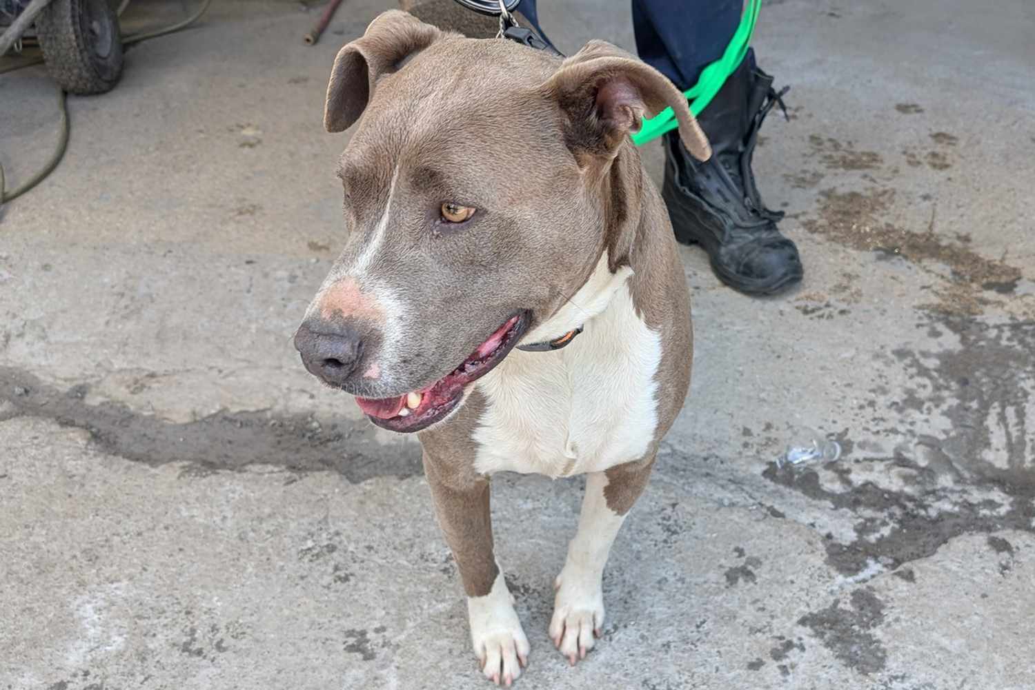 Dog trapped between buildings rescuedCredit: Nashville Fire Department