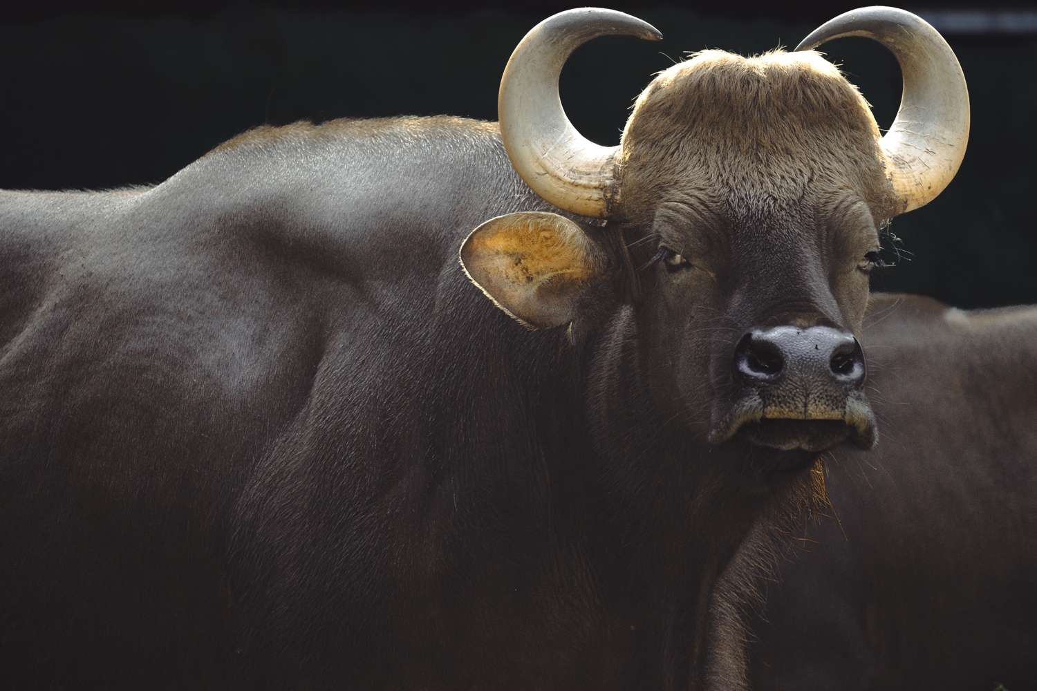 A buffalo in MalaysiaCredit: Getty