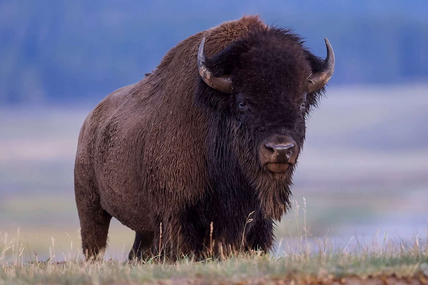 12-Year-Old Child Rushed to Hospital After Being Attacked by Bison in Yellowstone National Park