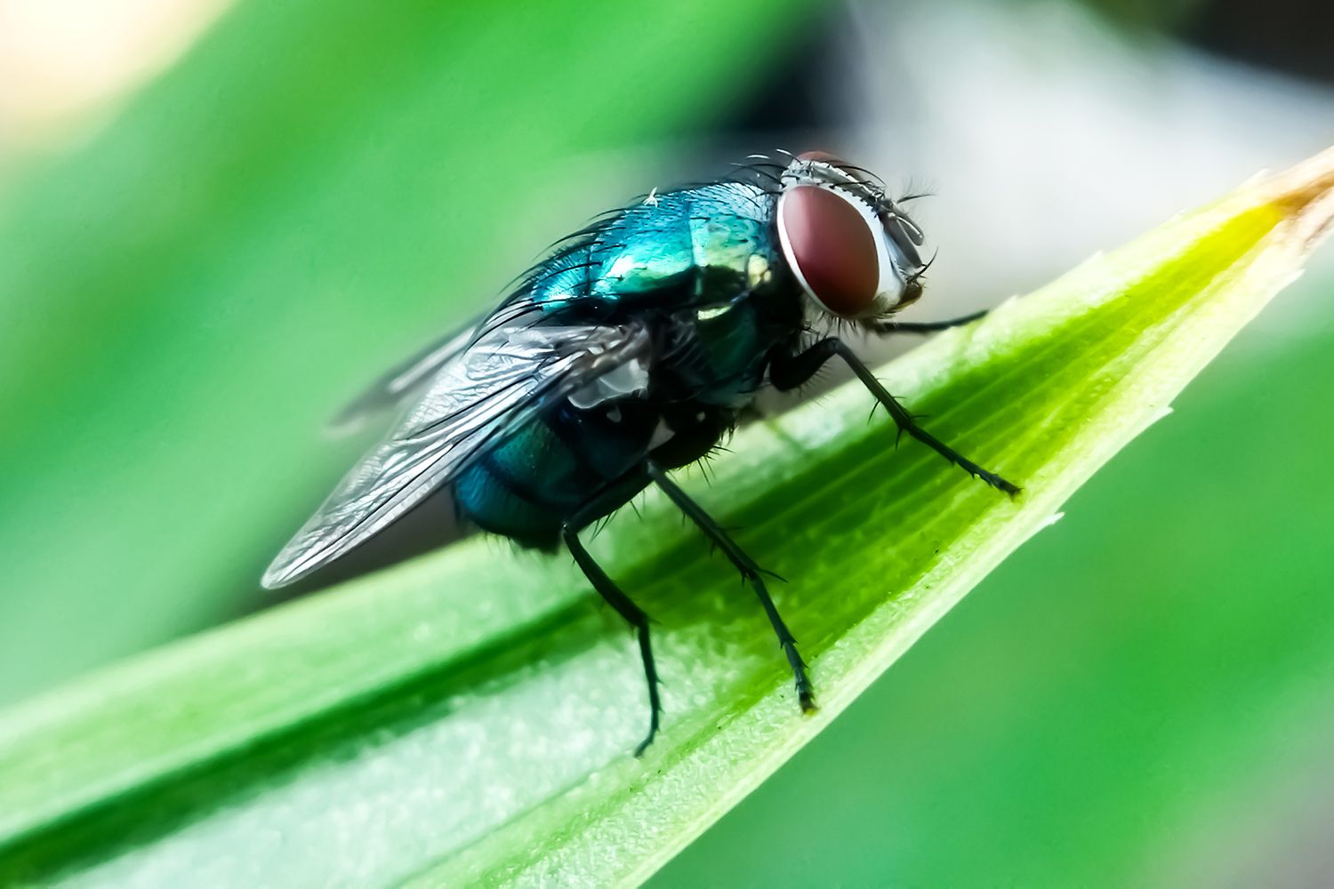 Cochliomyia hominivorax, the New World Screwworm fly (stock image)Credit: Getty