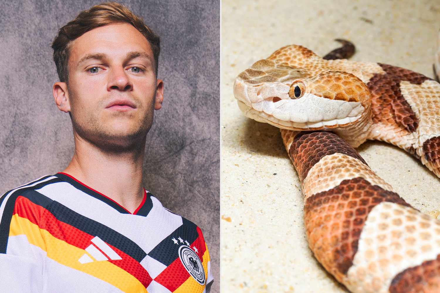 Joshua Kimmich of Germany's World Cup Men's Soccer Team; a stock image of a copperhead snakeCredit: Jared C. Tilton - FIFA/FIFA via Getty; Getty