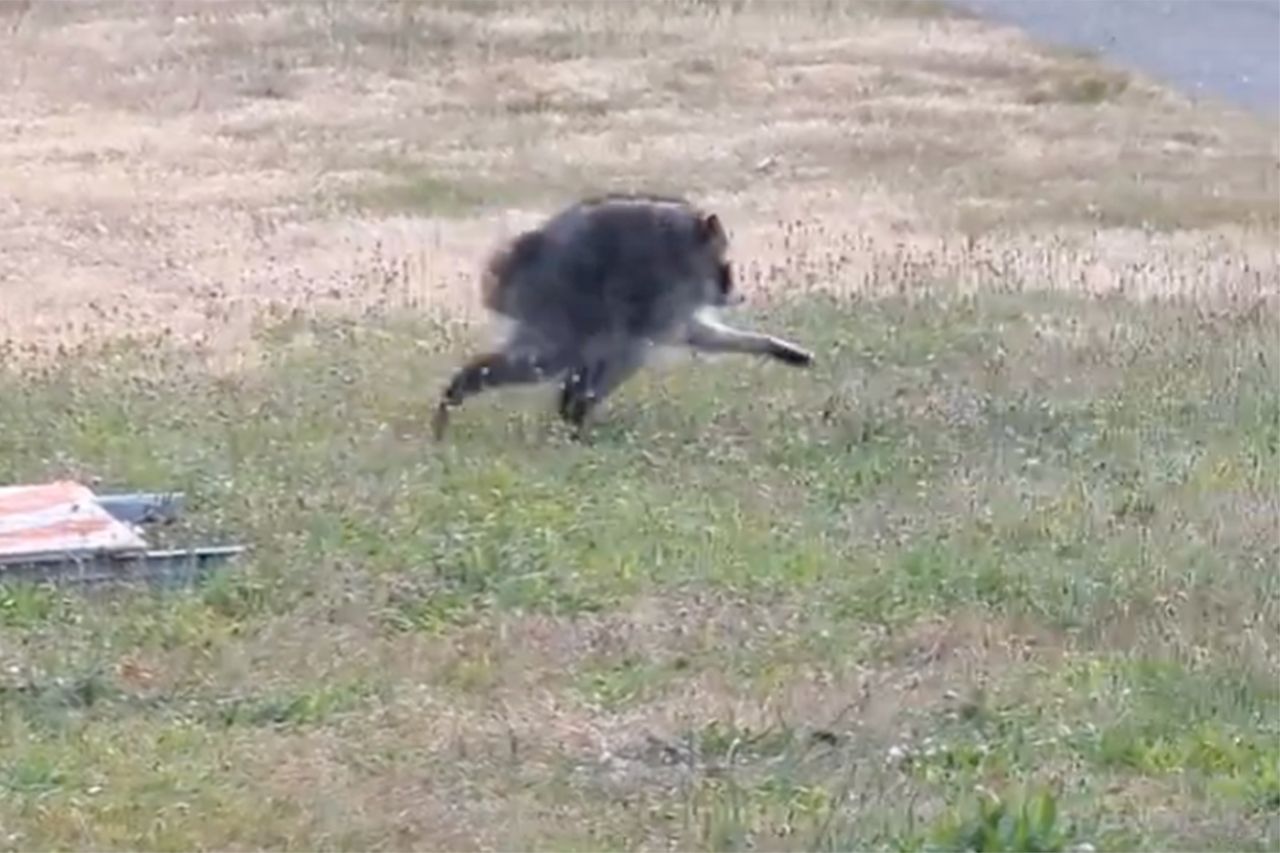Jimothy the raccoon running