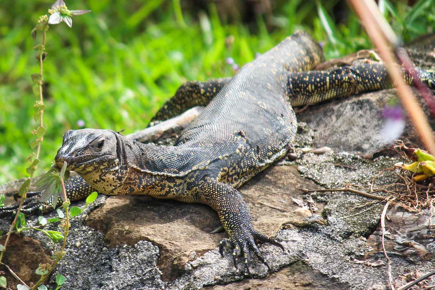 A monitor lizard resting on a rock in a natural settingCredit: getty