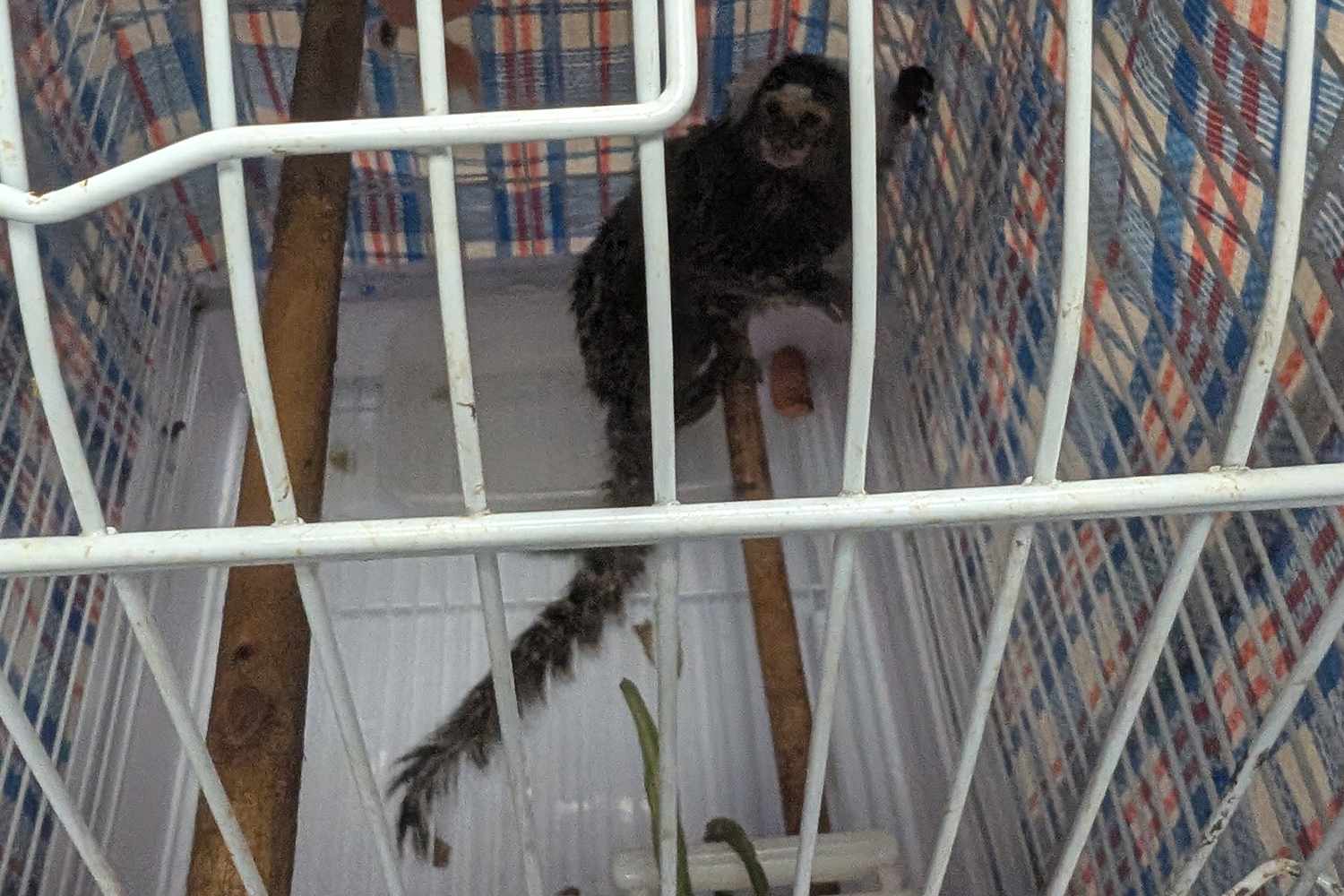 Oyster the marmoset inside the laundry bagCredit: RSPCA